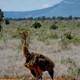 8255922 - Kenia Safari w Tsavo East i Taita Hills