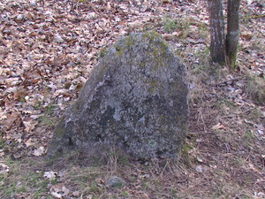Zapomniany cmentarz choleryczny w lesie Ozierany Małe. Ma 300-400 lat.