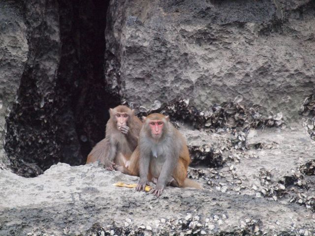 Małpki 