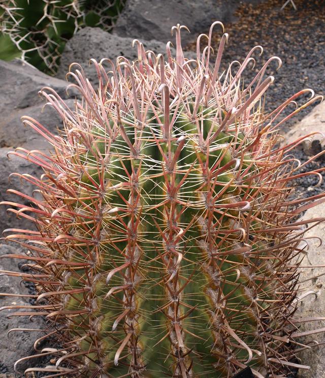 Ogród Jardín de Cactus