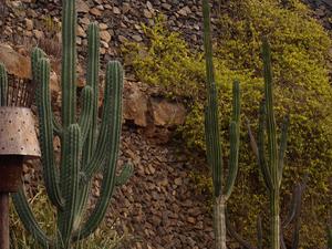 Ogród Jardín de Cactus