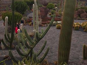 Ogród Jardín de Cactus