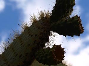 Ogród Jardín de Cactus