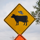 Uwaga na krowy i ...UFO
