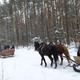 Konie cały czas kursują po lesie