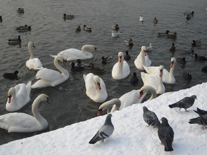 Nad Wisłą