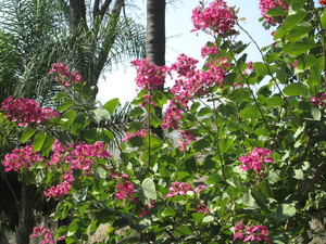 Cuernavaca - toche flory 