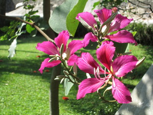 Cuernavaca  toche flory