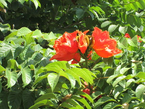 Cuernavaca  toche flory