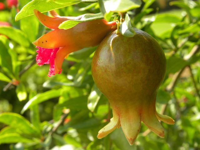 Owoc i kwiat granatu