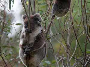 Koala story.