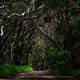 Las eukaliptusowy na Półwyspie Fleurieu