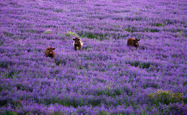 Milka Country