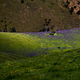 The Valley of purple medows