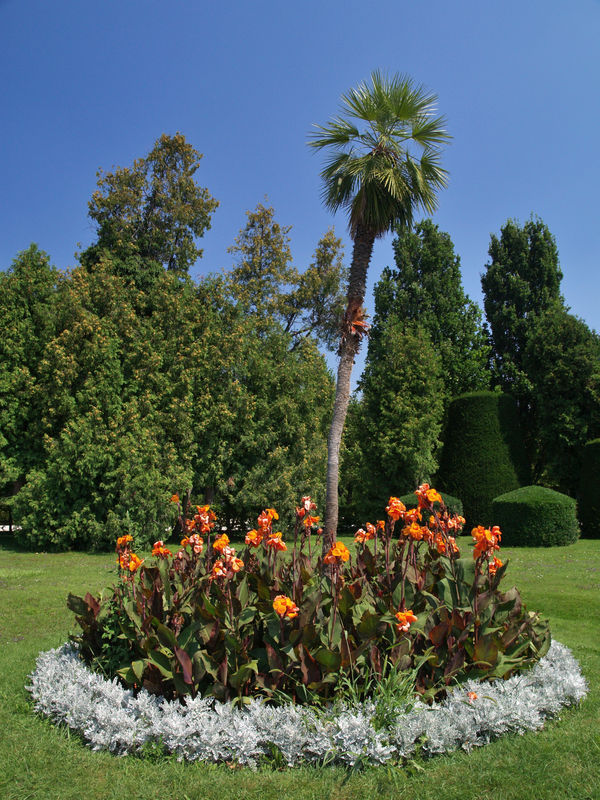 Gazon z palmą w ogrodzie Schonbrunn.