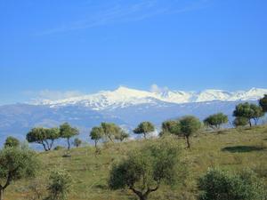 Gaj oliwkowy i Sierra Nevada