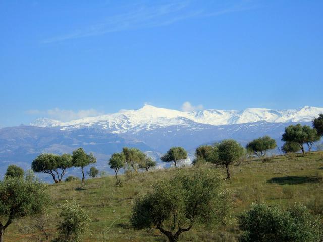 Stary gaj oliwkowy i góry Sierra Nevada