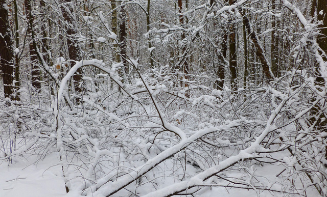 zimowe gałęzie
