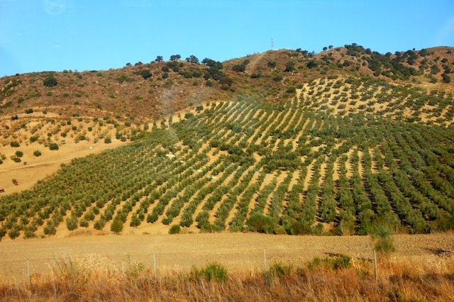 W trasie - plantacja oliwek