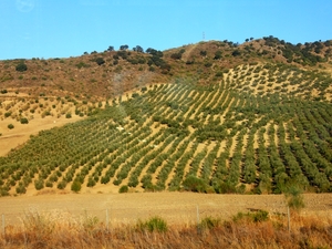 W trasie - plantacja oliwek