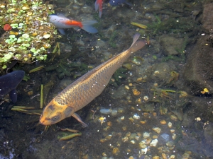 Ryby w Shanklin Chine