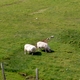 Pastwiska pełne zwierząt