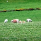 Pastwiska na szlaku