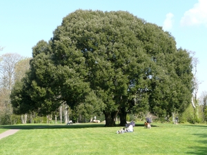 Drzewko w parku