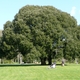 Drzewko w parku