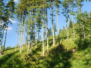 Fragment beskidzkiego lasu koło Węgierskiej Górki.