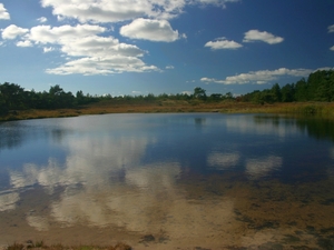 Mikrojeziorko w lesie Kirkeby