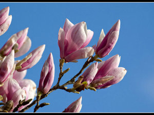 magnoliowo 1