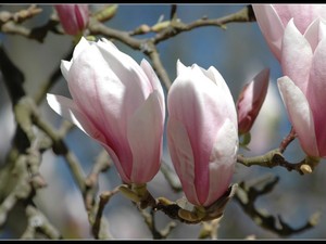 magnoliowo 2