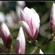 magnoliowo 3
