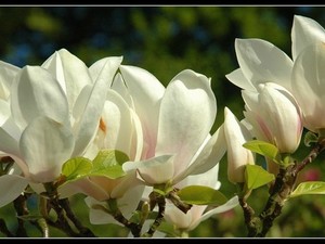 magnoliowo 4