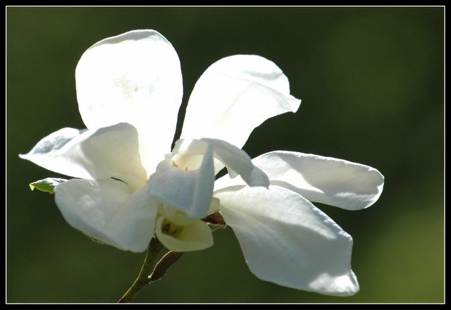 magnoliowo 5