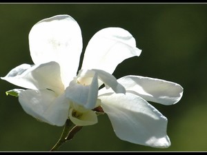 magnoliowo 5