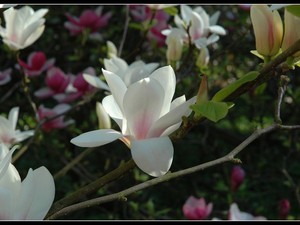 magnoliowo 6