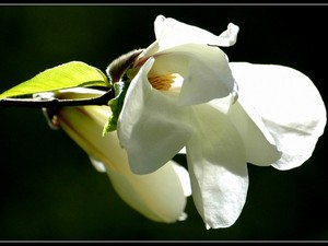 magnoliowo 7