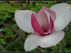 magnoliowo 8