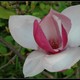 magnoliowo 8