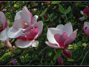 magnoliowo 9