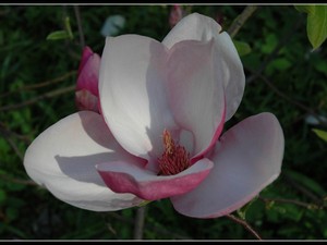 magnoliowo 10