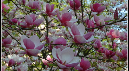 magnoliowo 11