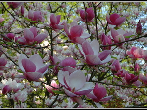 magnoliowo 11