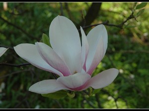 magnoliowo 12