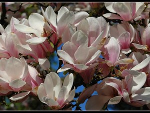 magnoliowo 14