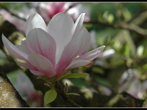 magnoliowo 15
