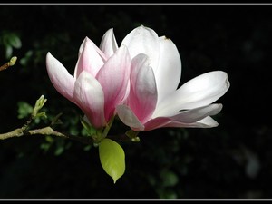 magnoliowo 16