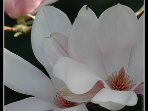 magnoliowo 17